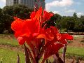 Red King Humbert Canna / Canna 